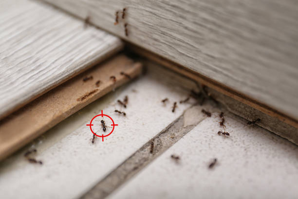 Best Wasp Removal Services  in Fairmount, CO