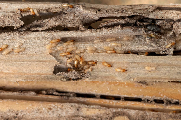 Best Pest Control Treatment  in Fairmount, CO